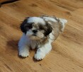 Szczeniaczki SHIH TZU z rodowodem - 6