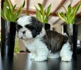 Szczeniaczki SHIH TZU z rodowodem - 4