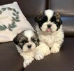 Szczeniaczki SHIH TZU z rodowodem / chip + szczepienia - 5