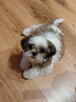 Szczeniaczki SHIH TZU z rodowodem - 5