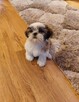 Szczeniaczki SHIH TZU z rodowodem - 7