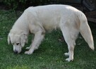 Golden retriever 10 miesięczne - 8