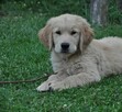 Golden retriever - 13