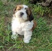 Szczeniaczki SHIH TZU z rodowodem / chip + szczepienia - 4