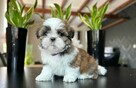 Szczeniaczki SHIH TZU z rodowodem - 3