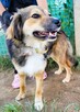 LIZAK - piękny psiak za kratami, ADOPTUJ - 2