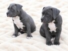 Śliczny Amstaff szuka domu - 5