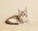 Przepiękna koteczka Maine Coon - Legalna hodowla - 7