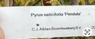 Pyrus pendula 320cm 18-20cm - 2