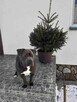 Śliczny Amstaff szuka domu - 7