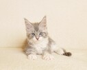 Przepiękna koteczka Maine Coon - Legalna hodowla - 8