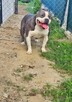 Śliczny Amstaff szuka domu - 6