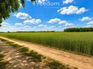 Działki 1100 m² w lesie brzozowym gm Dobre - 3