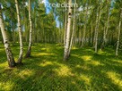 Działki 1100 m² w lesie brzozowym gm Dobre - 5