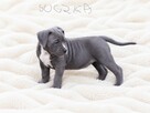 Śliczny Amstaff szuka domu - 2