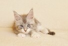 Przepiękna koteczka Maine Coon - Legalna hodowla - 4