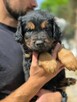 Szczeniaki- do odpowiedzialej adopcji - 3