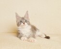 Przepiękna koteczka Maine Coon - Legalna hodowla - 6