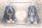 Polski Owczarek Nizinny PON szczeniak, szczeniaki FCI - 4