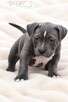 Śliczny Amstaff szuka domu - 3