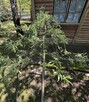Pyrus pendula 320cm 18-20cm - 4