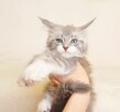 Przepiękna koteczka Maine Coon - Legalna hodowla - 9