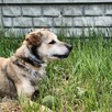 Kodi szuka swojego człowieka! Los nie był dla niego łaska - 2