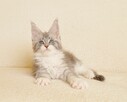 Przepiękna koteczka Maine Coon - Legalna hodowla - 5