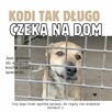 Kodi szuka swojego człowieka! Los nie był dla niego łaska - 5