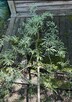 Pyrus pendula 320cm 18-20cm - 5