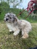 Pusia ok roczna wyjątkowa sunieczka czeka na dom Bałchatów - 3