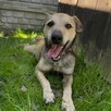 Kodi szuka swojego człowieka! Los nie był dla niego łaska - 4
