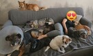 Viki do adopcji