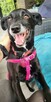 Viki do adopcji - 3