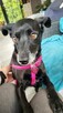 Viki do adopcji - 4