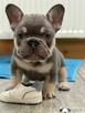 Buldoga Francuskiego - 2