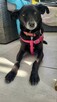 Viki do adopcji - 2