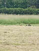 Koszenie, wycinka kosą spalinową, usługi ogrodnicze - 8