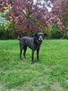 Viki do adopcji - 5