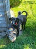 Viki do adopcji - 6