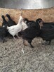 kurczki australorp i marans 4-miesieczne - 2