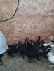 kurczki australorp i marans 4-miesieczne - 5