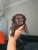 Chihuahua - 7
