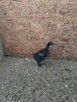 kurczki australorp i marans 4-miesieczne - 3