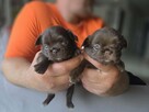 Chihuahua - 3