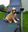 American Staffordshire Terrier - 6