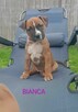 American Staffordshire Terrier - 4