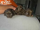 Chihuahua - 4