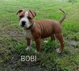American Staffordshire Terrier - 2