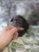 Chihuahua - 6